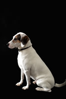 Animal Portraits 2023 - Rory