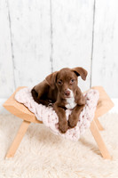 Pip Dog Portraits