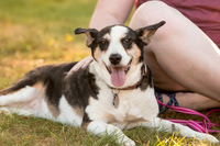 Heinz Pet Session